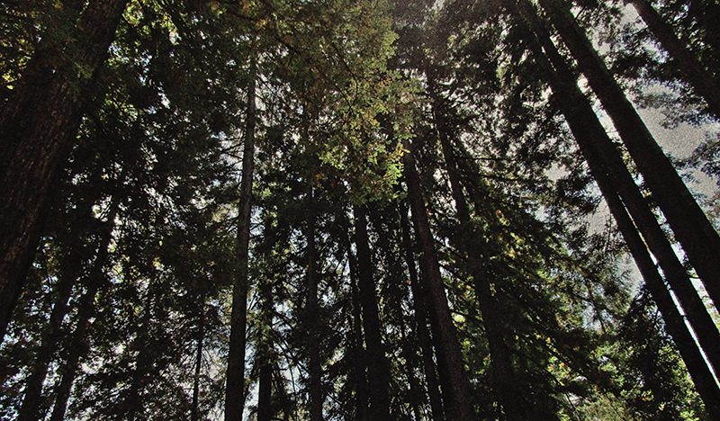 Upshot of trees, adapted from photo by John Bruhling